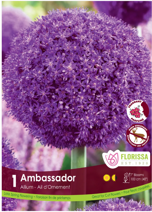 Allium 'Ambassador' - 1 bulb