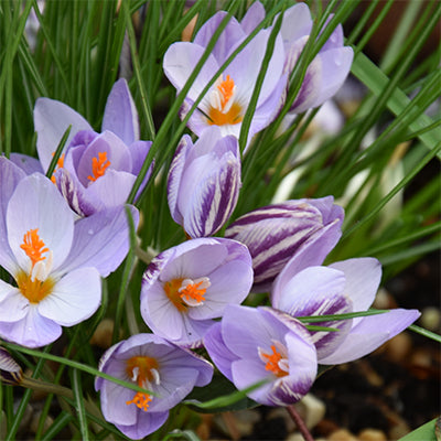 Crocus laevigatus 'Fontenayi' - winter blooming-10 bulbs