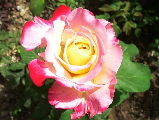 Double Delight-Potted Rose-Ship in June