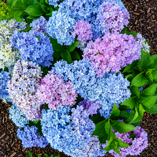 Starfield® Reblooming Hydrangea-Double-flowered hydrangea, Easy Bloom series.