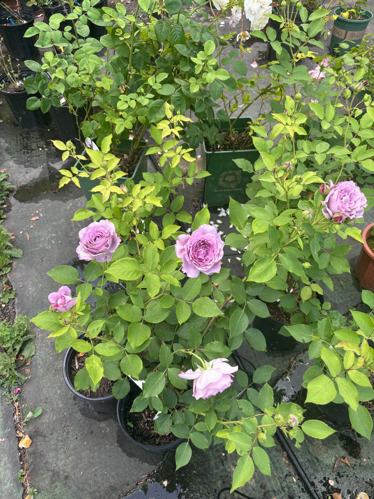 Blue Silky Ball (Lan Si Qiu-Lang Rosa)-Potted Rose- shipped as is