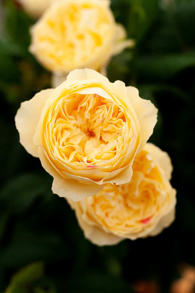 Fugetsu 風月 Japanese Rose -Pre Order 2026
