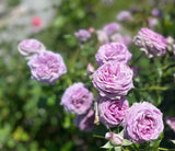 Violets Pride -Pre Order 2026