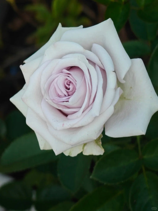 Star Platinum - Bare Roots