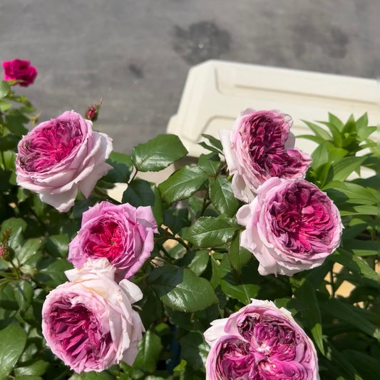 Thierry Marx® DELviopar-Potted Rose