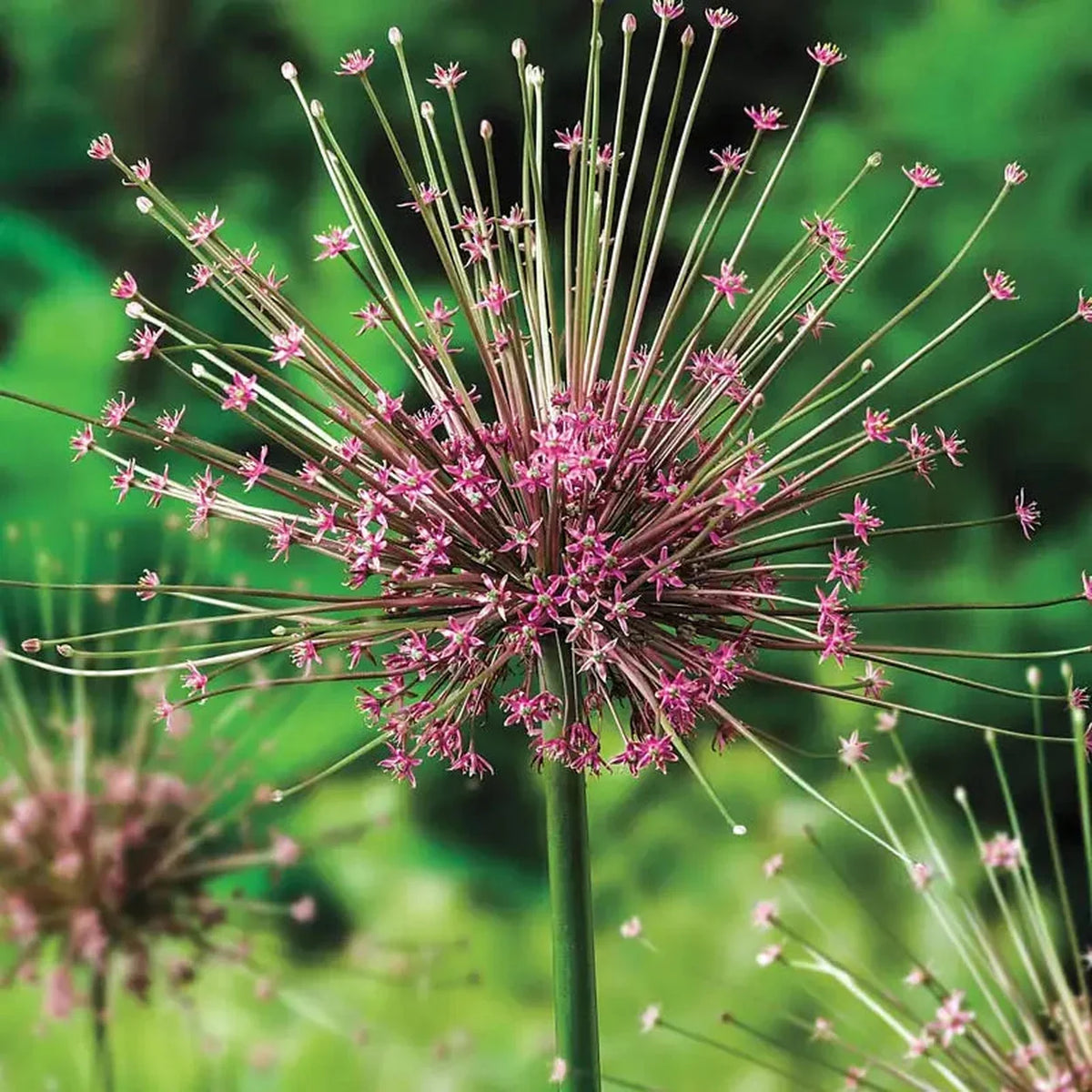 Allium Schubertii - 2 bulbs