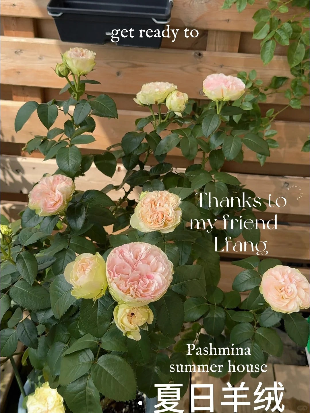 Pashmina Summerhouse - Bare Roots