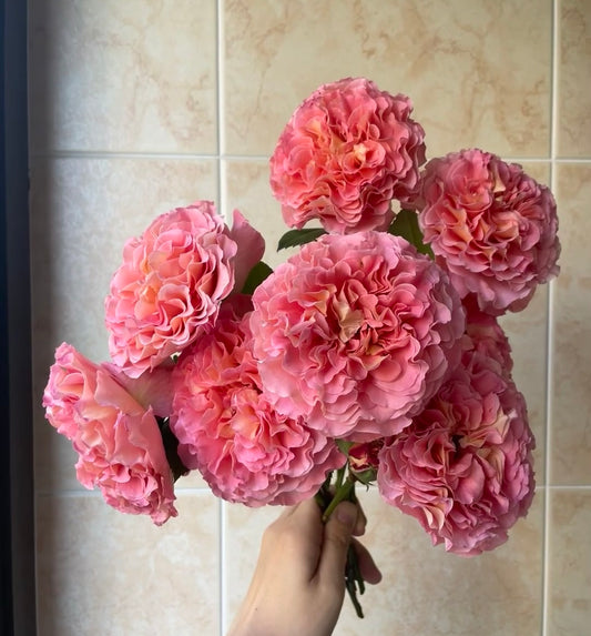 Augusta Luise-奥古斯塔路易斯 -Potted Rose – Ready to Ship