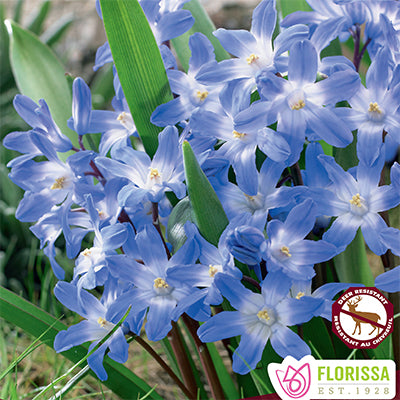 Chionodoxa Forbesii - 10 bulbs