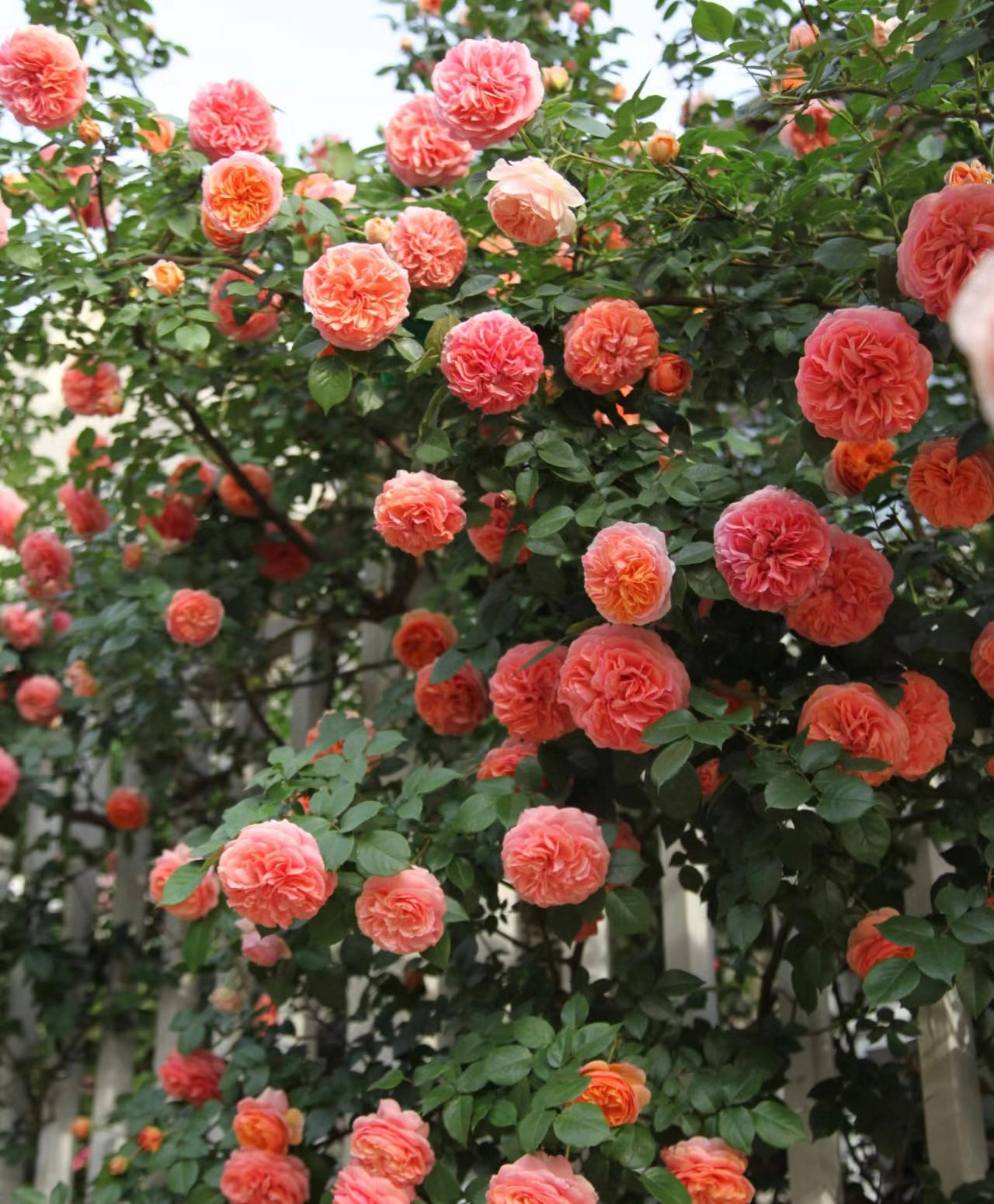 Chippendale-音乐厅 -Pre Order 2026