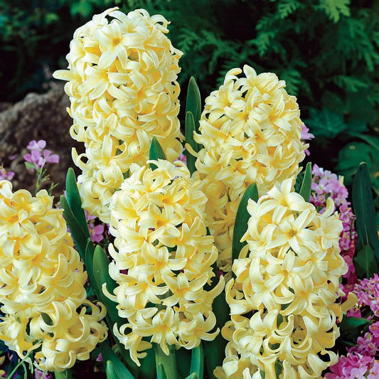 Hyacinth City of Haarlem - 4 bulbs