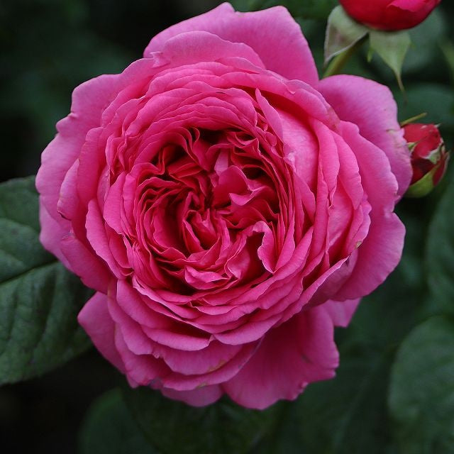 Rose Anuschka® 阿努什卡 -Potted Rose-Ship in June