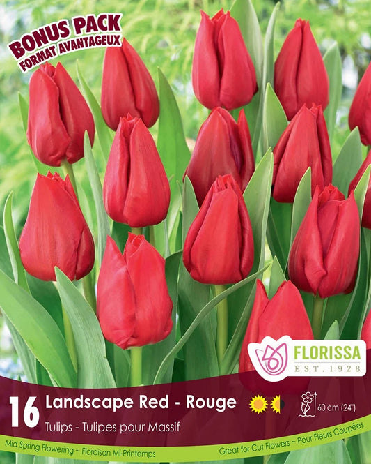 Tulip Landscape Red - 16 bulbs