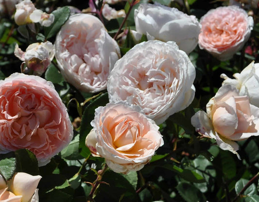 Bliss™ Parfuma魔法童话 – Potted Rose – Ready to Ship