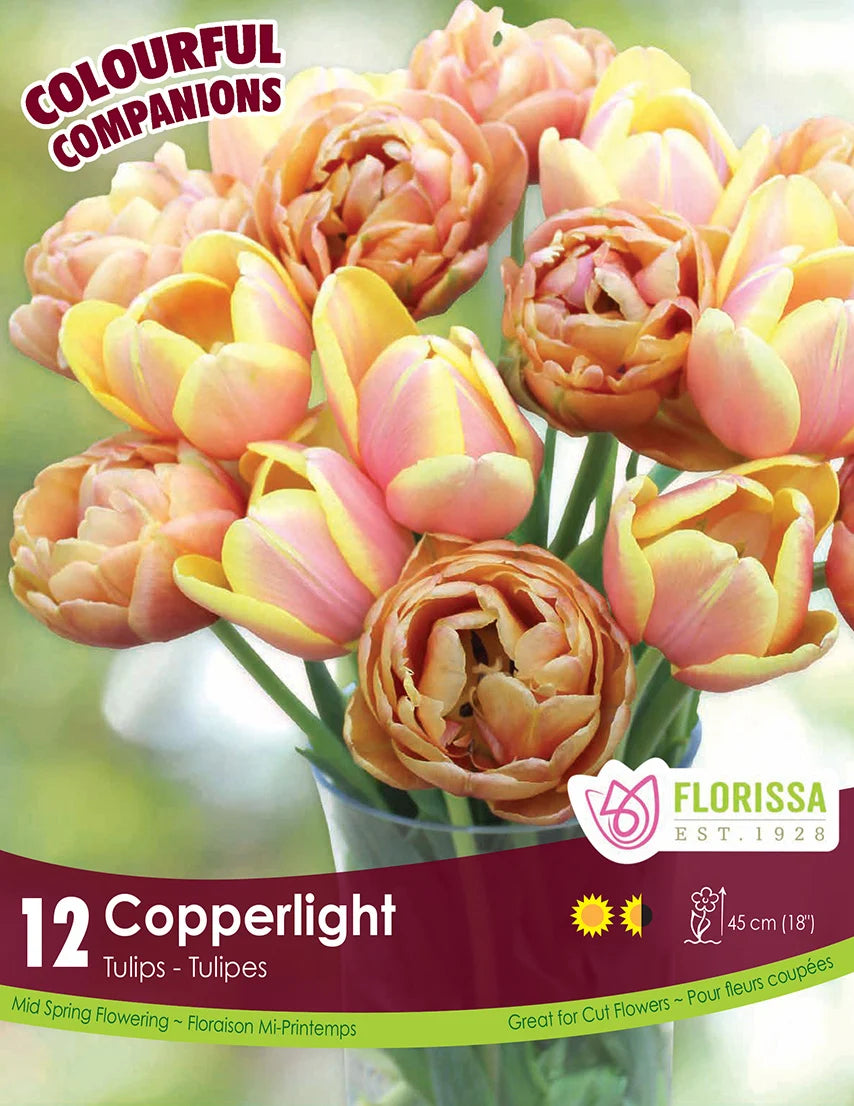Copperlight - 12 bulbs