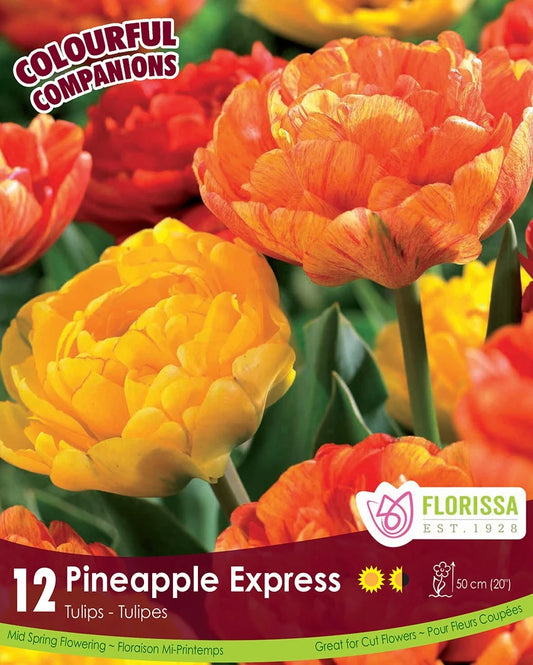 Tulip pineapple express - 12 bulbs