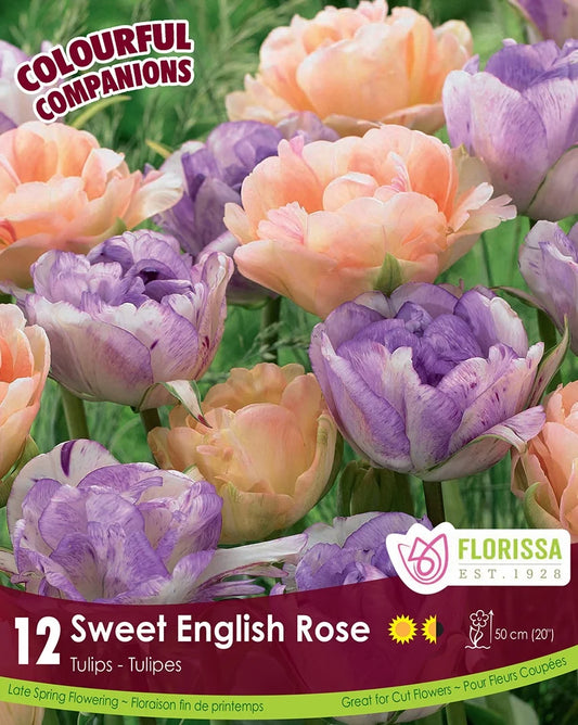 Tulips Sweet English Rose - Colourful Companions - 12 bulbs