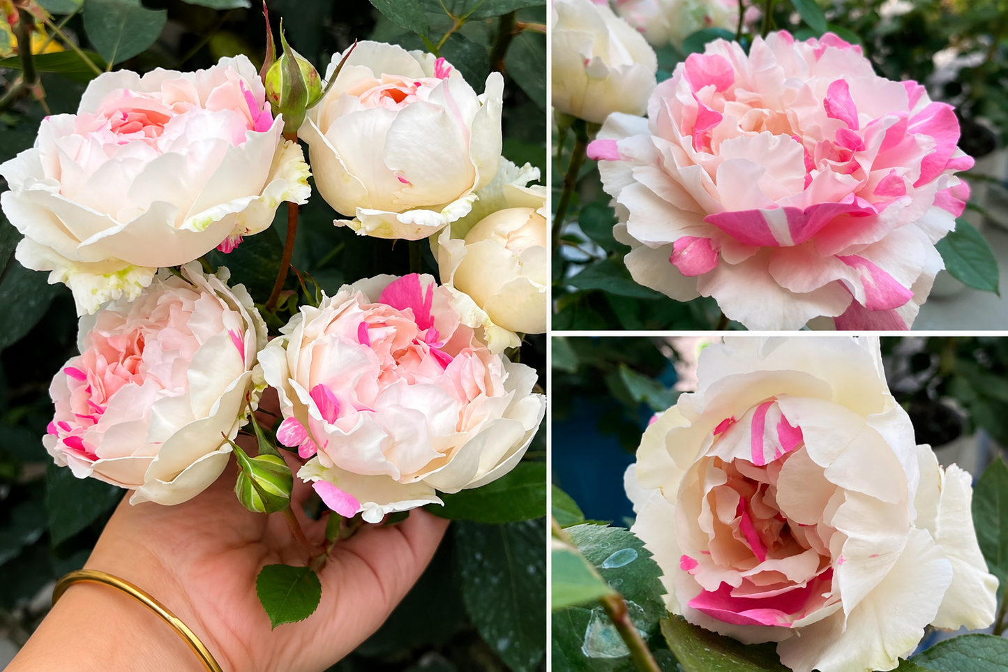 Yves Chanter Marie-Potted Rose – Ready to Ship
