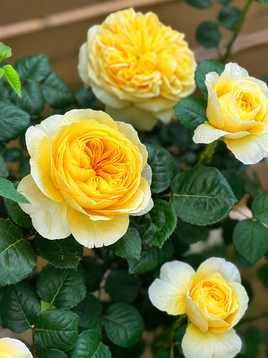 Jeanne d'Arc-Potted Rose – Ready to Ship