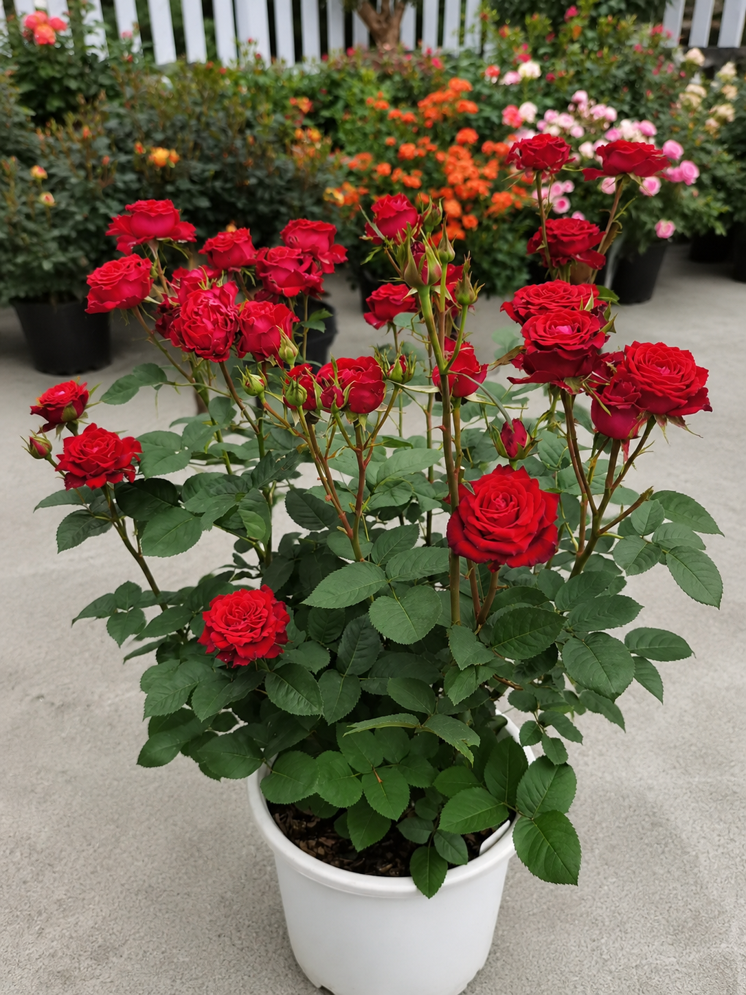Gladiator/Matador-Potted Rose – Ready to Ship
