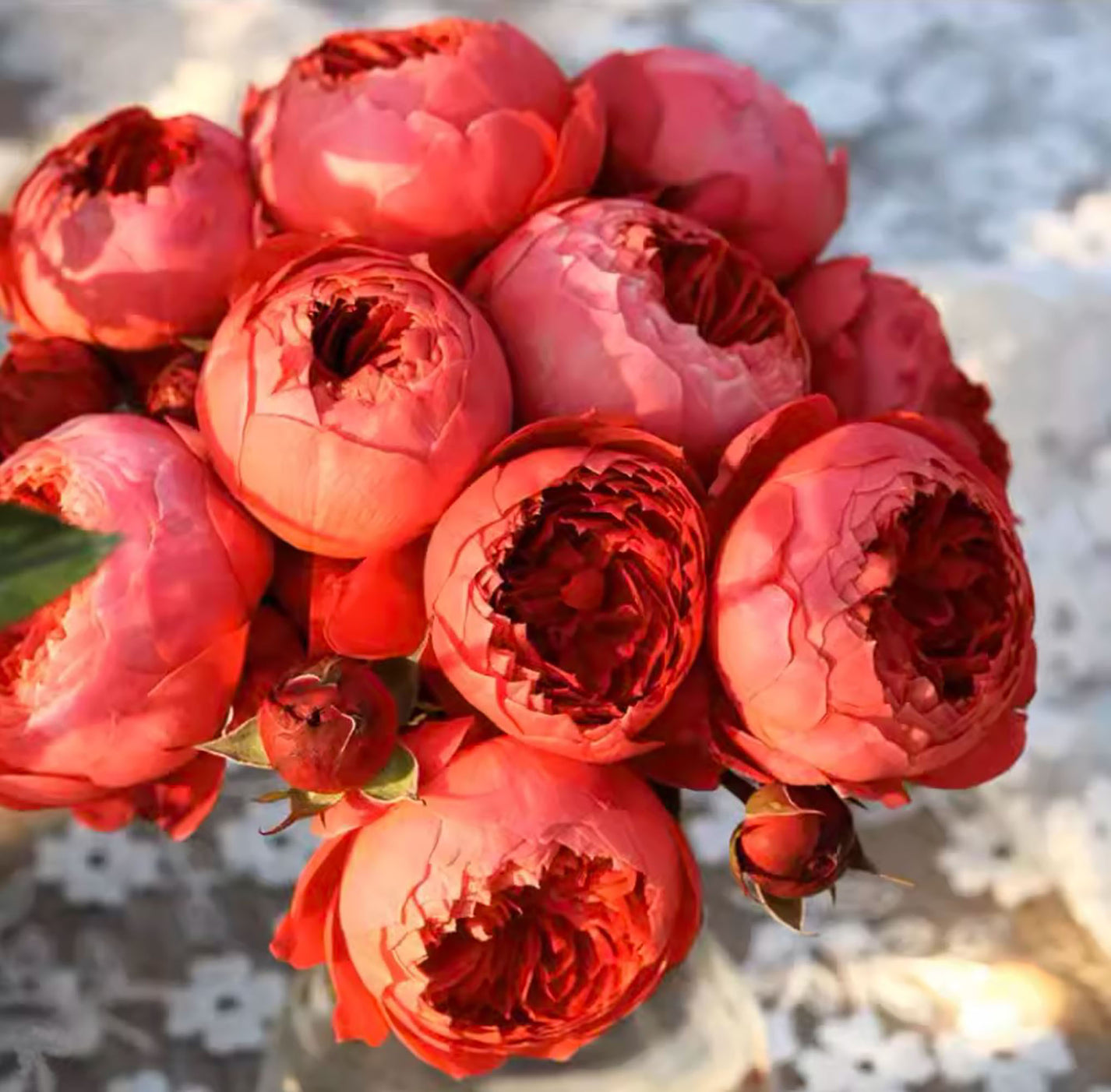 Cinnabar Bowl Rose 朱砂碗 -Pre Order 2026