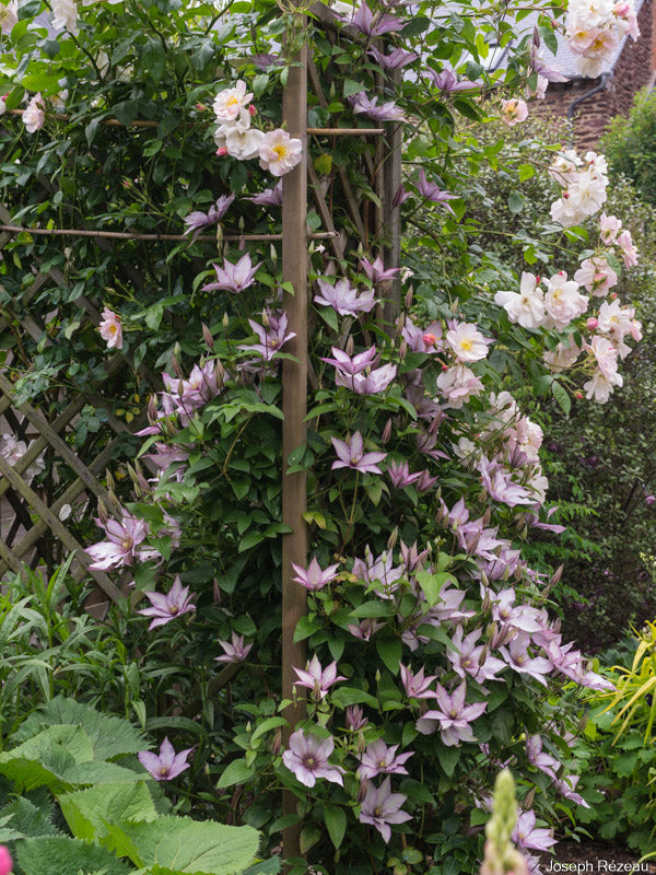 BOULEVARD® 'SAMARITON JO' CLEMATIS 大道系撒玛利亚乔-1 Gallon Pot