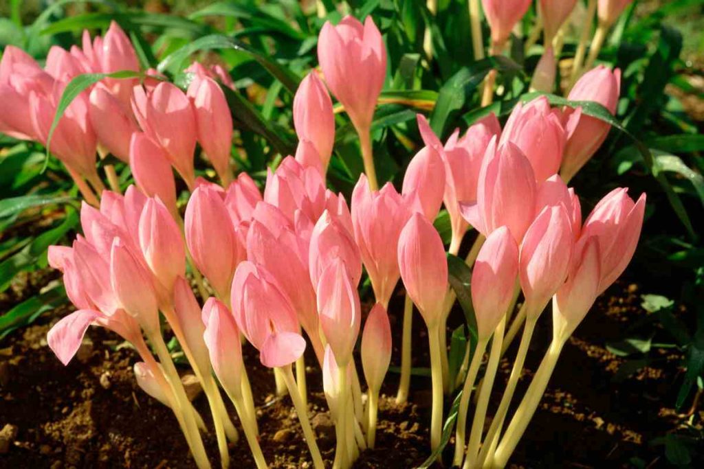 Crocus FF Zonatus - 10 bulbs