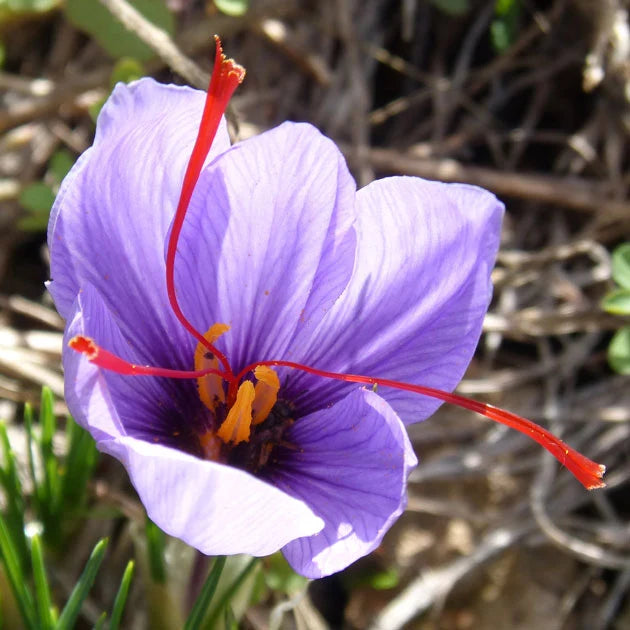 Crocus FF Sativus - Saffron Crocus- 20 bulbs