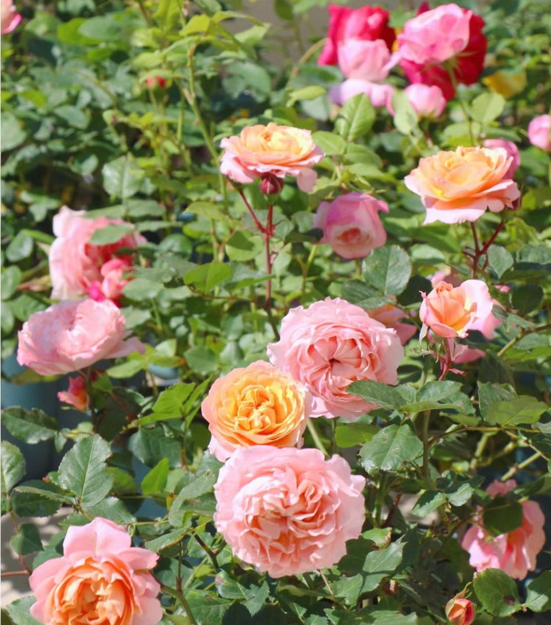 Julieta Rose 朱莉叶塔 2025 Bare Root Rose Pre-Order