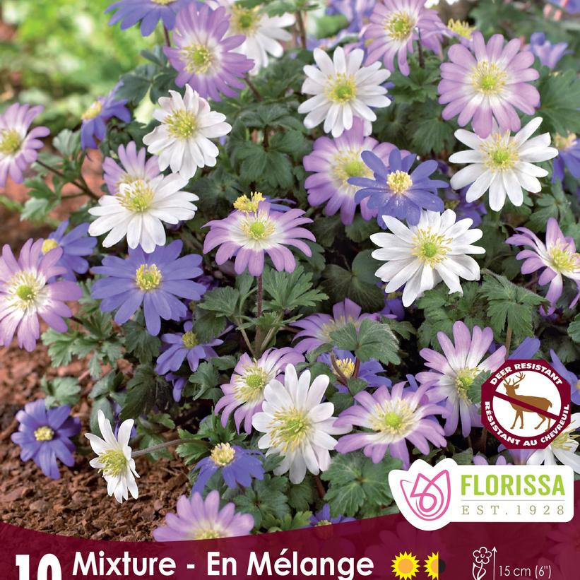 Anemone Blanda Mix -10 bulbs