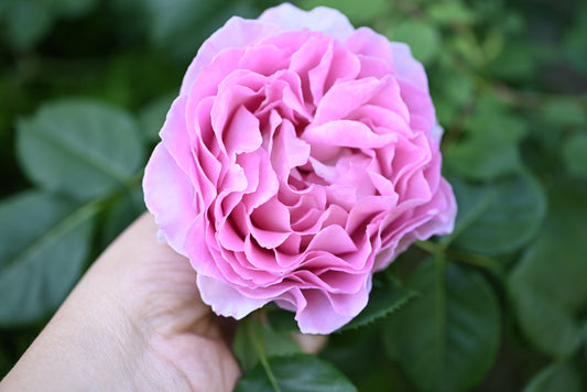 Silk Garment(Lang Rosa)罗衣 -Pre Order 2026