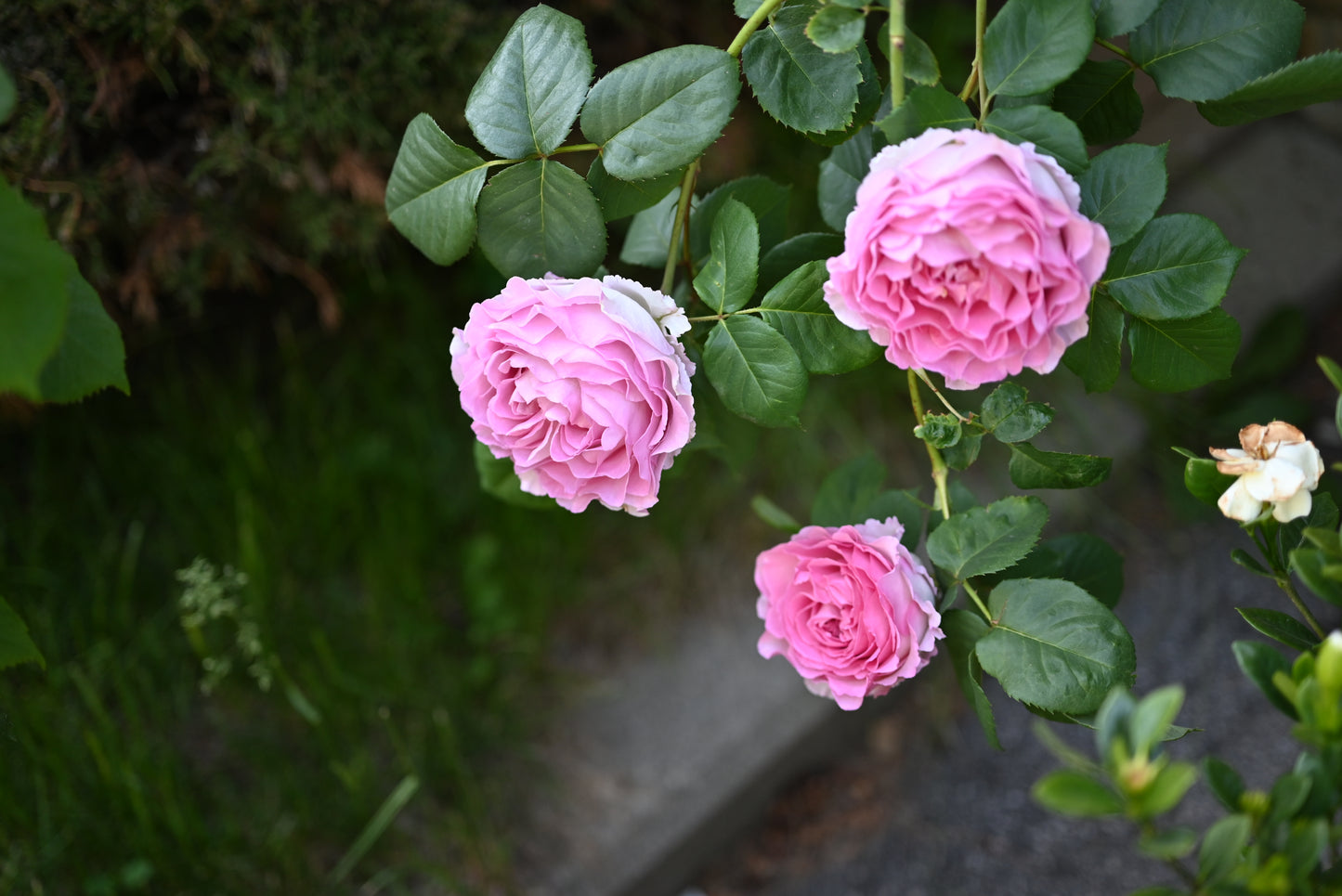 Silk Garment(Lang Rosa)罗衣-Bare Roots 2025-Ready to Ship