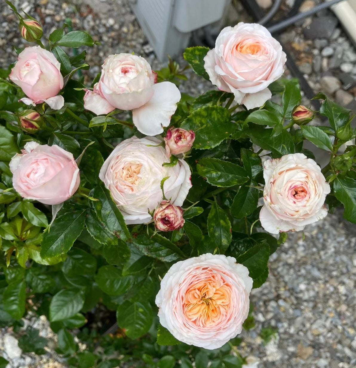 Domaine de Chantilly Bushes