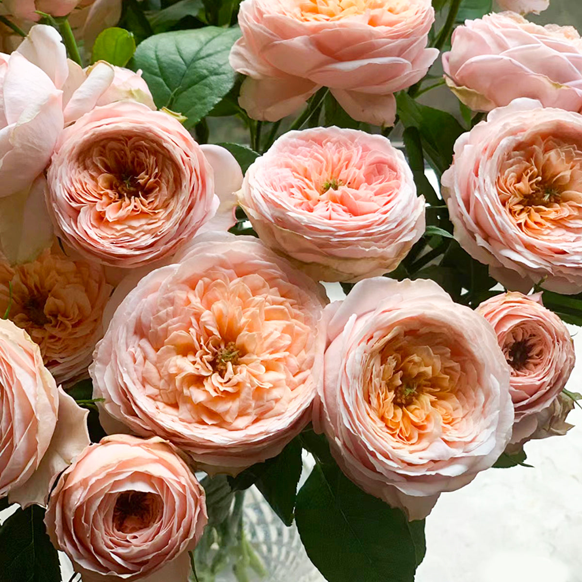 Domaine de Chantilly Shrub Rose Bouquet
