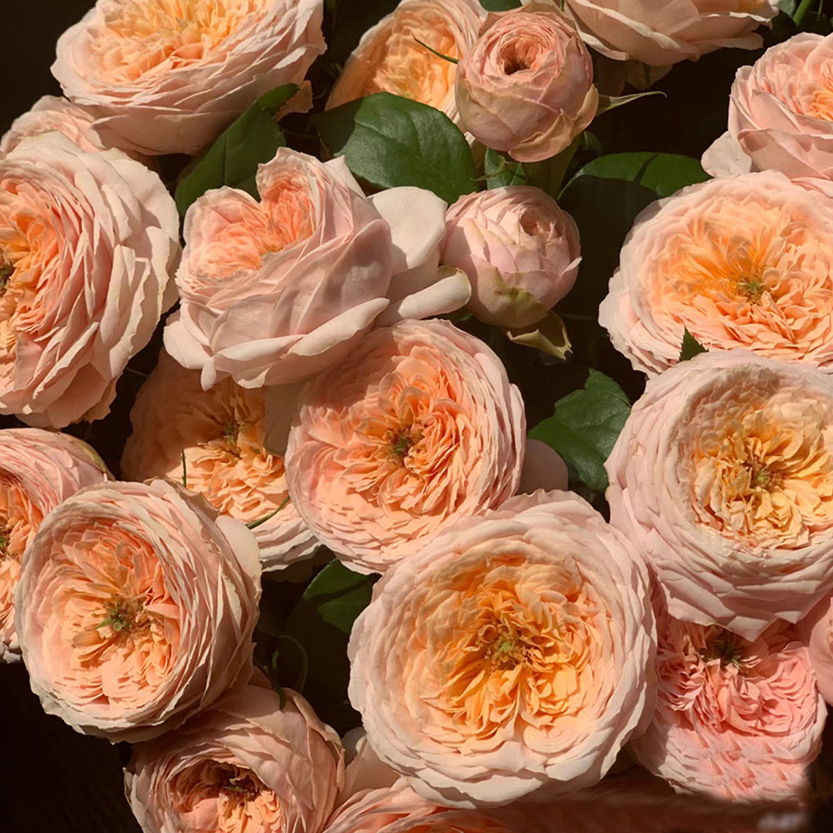 Domaine de Chantilly rose blooming photo