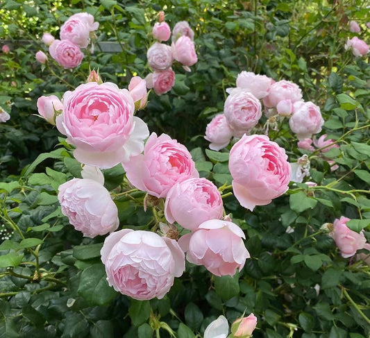 Scepter'd Isle-Potted Rose-Ship in June