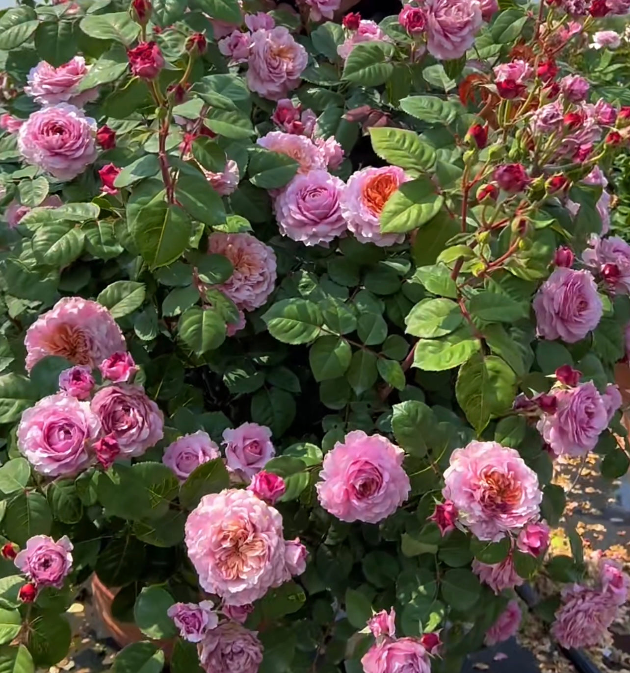 Eisvogel Rosen Tantau Hybrid Tea Rose bushes