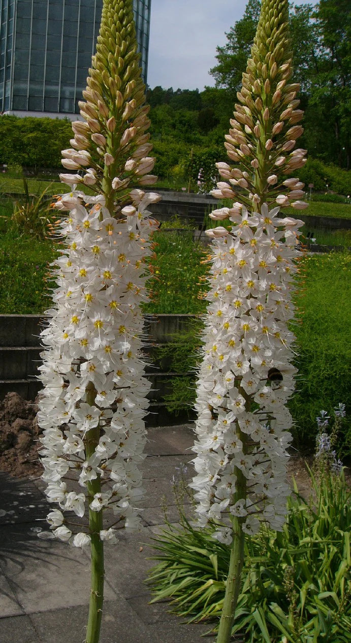 Eremurus White - 1 bulb