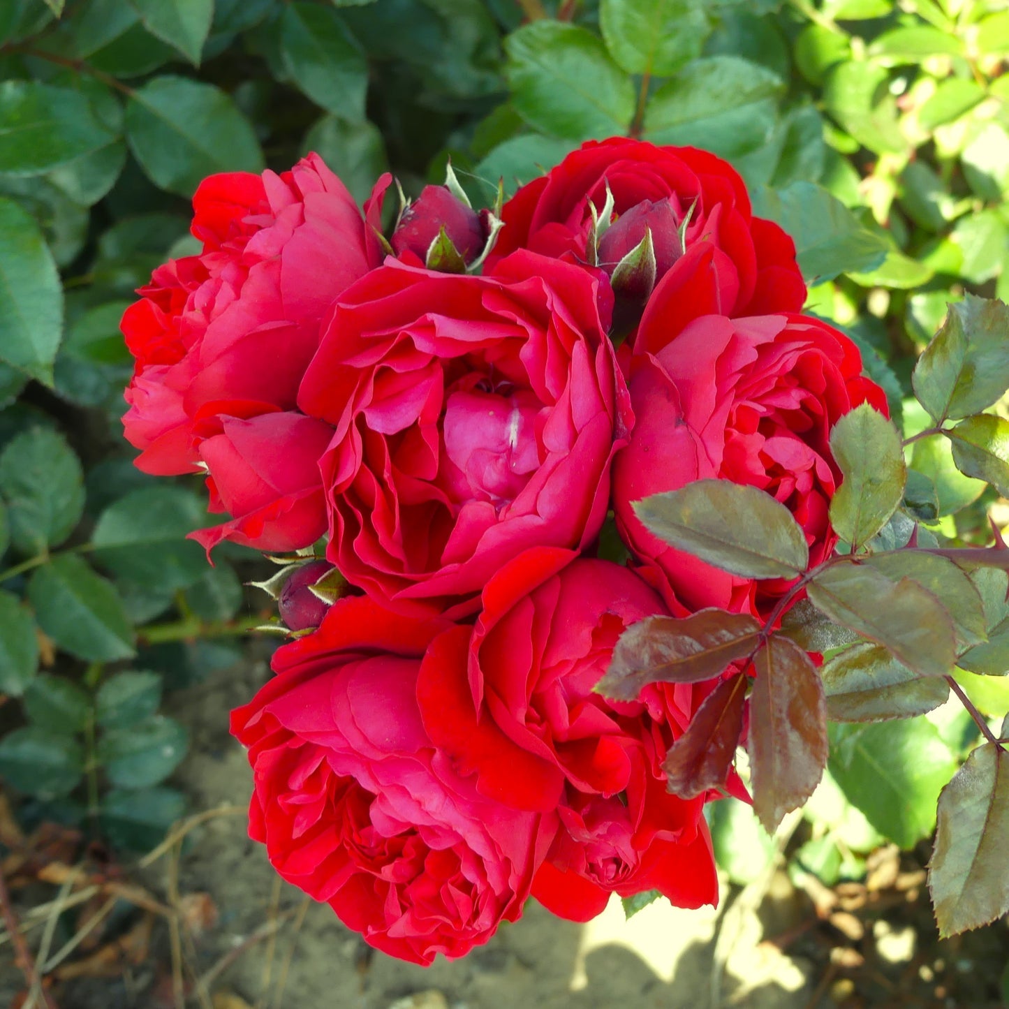 Florentina Arborose® Climbing Rose Blooming Deep Red Color