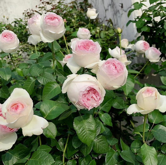 Yves Respride Fille(Japan)伊芙乙女心-Potted Rose-Ship in June