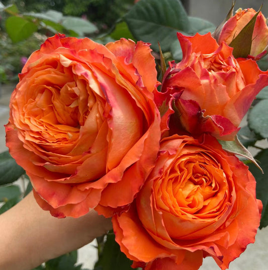 Orange Romantica橙色浪漫 -Pre Order 2026