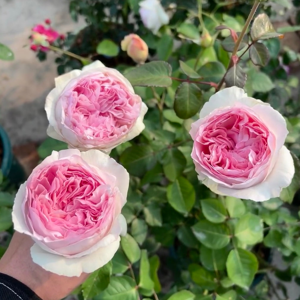 Yves Respride Fille(Japan)伊芙乙女心-Potted Rose – Ready to Ship