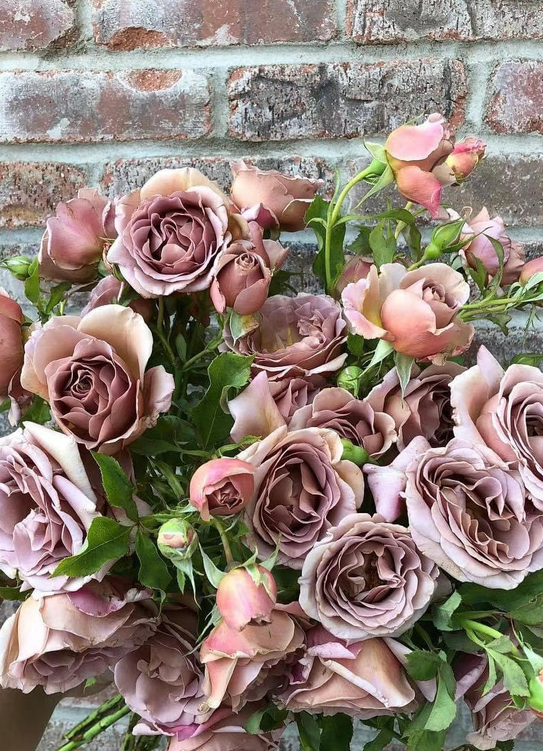 Koko Loko™ Rose | Floribunda Rose | 2025 Pre-Order (Own-roots)