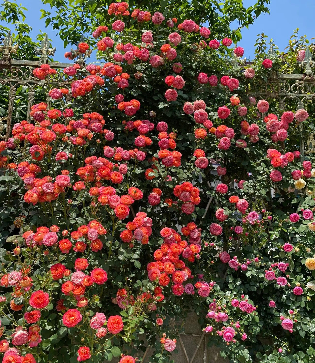 Baby Romantica-藤本浪漫宝贝 -Pre Order 2026