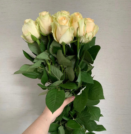 Peach Avalanche-蜜桃雪山 -Potted Rose – Ready to Ship