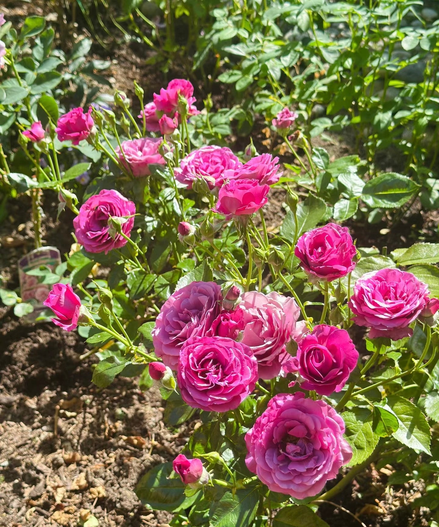Sunbelt Plum Perfect-Bare Roots 2025(Pre-order)
