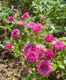 Sunbelt Plum Perfect-Pre Order 2026