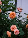 Sunbelt Crazy Love-Pre Order 2026
