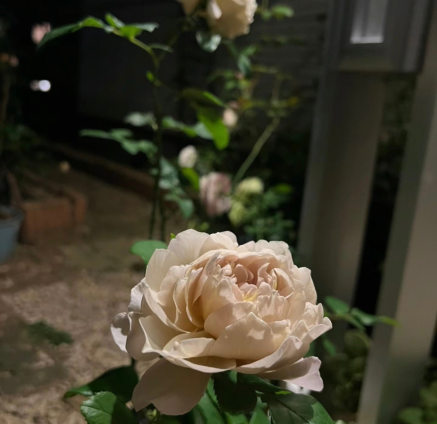 Charlotte Perriand-夏洛特佩里安 -Pre Order 2026