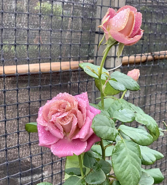 Solfa-法尔索 -Potted Rose – Ready to Ship